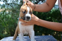 Des Ames Sereines - American Staffordshire Terrier - Portée née le 25/05/2016