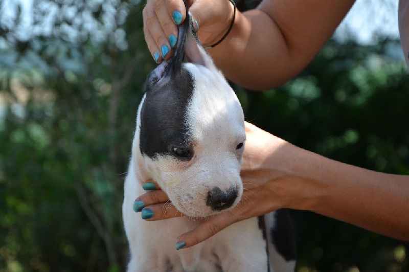 Des Ames Sereines - Chiots disponibles - American Staffordshire Terrier